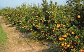 Citrus Forner Alcaide 5