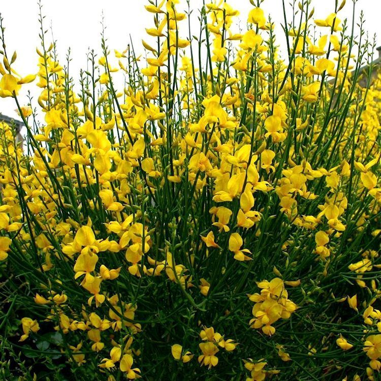 Retama Común - Retama Sphaerocarpa