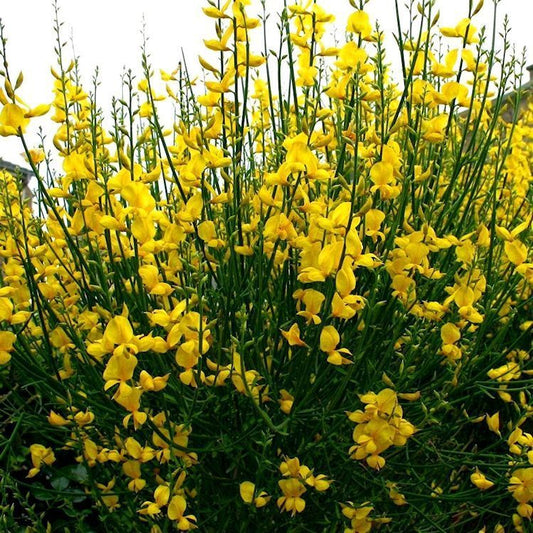 Retama Común - Retama Sphaerocarpa
