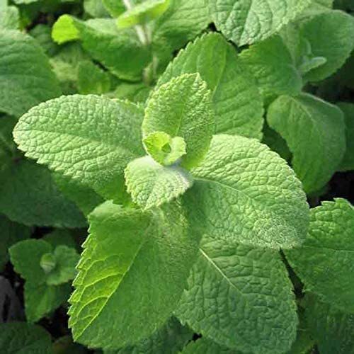 Menta - Mentha Rotundifolia