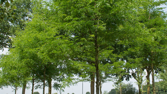 Acacia De Tres Espinas - Gleditsia Triacanthos (140/160CM)