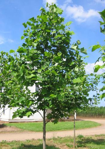 Tulípero De Virginia - Liriodendron Tulipifera
