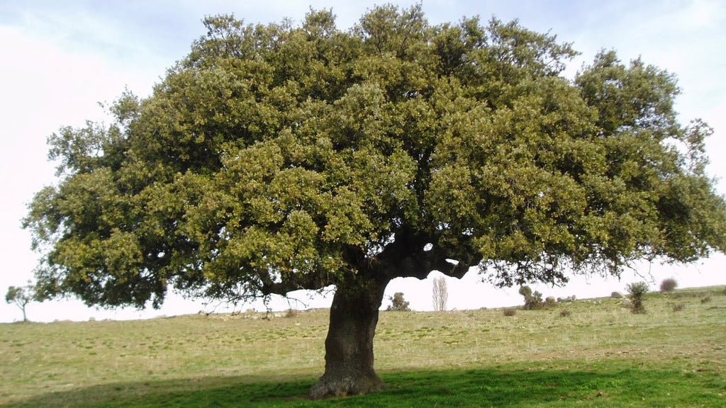 Alzina - Quercus Ilex Encina