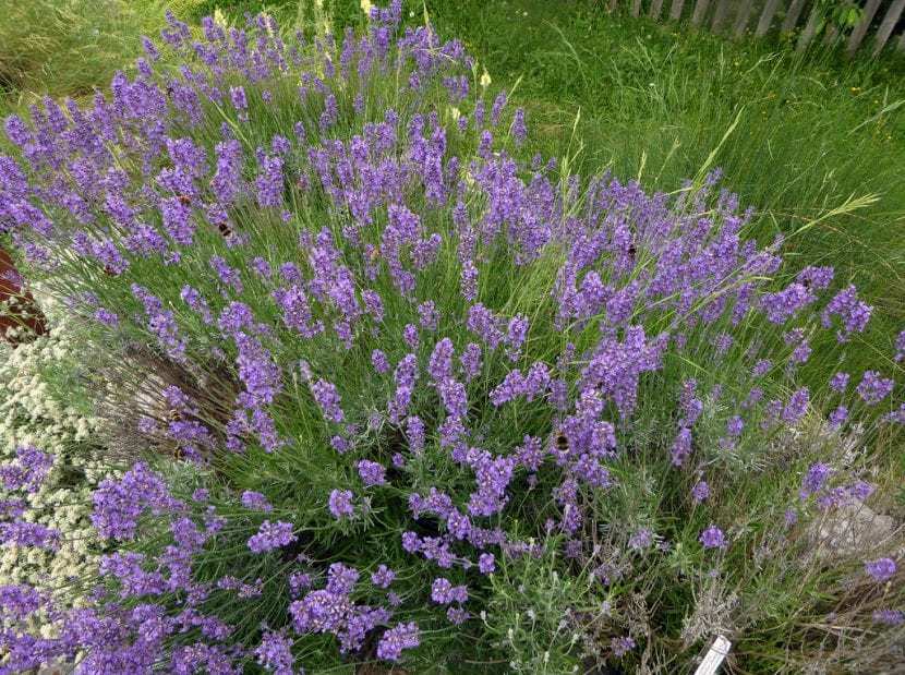 Lavanda - Lavandula Latifolia