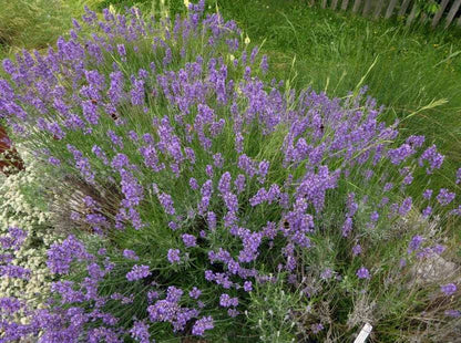 Lavanda - Lavandula Latifolia