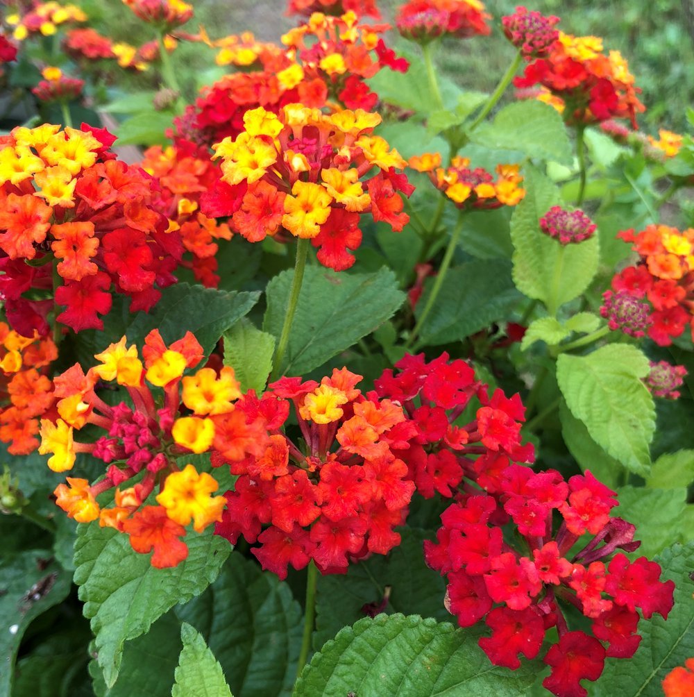 Bandera Española - Lantana Camara