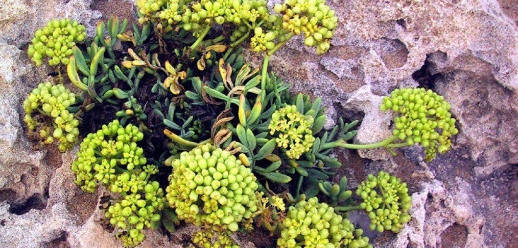 Hinojo Marino - Crithmum Maritimum