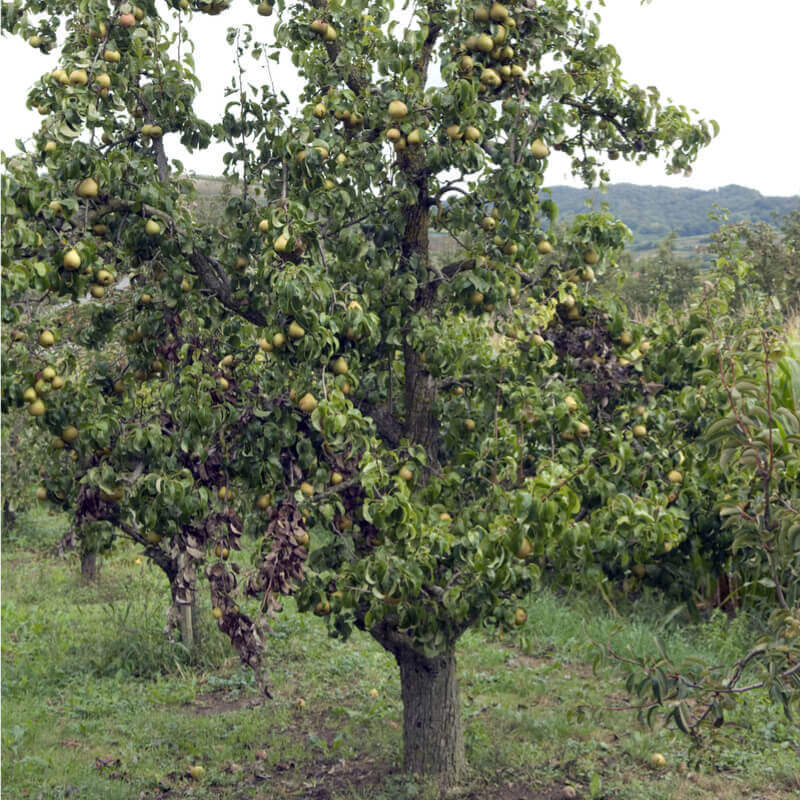 Peral - Pyrus Communis (80/120CM)