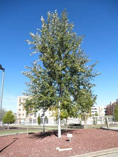 Chopo Boleana - Populus Alba (30/60CM)