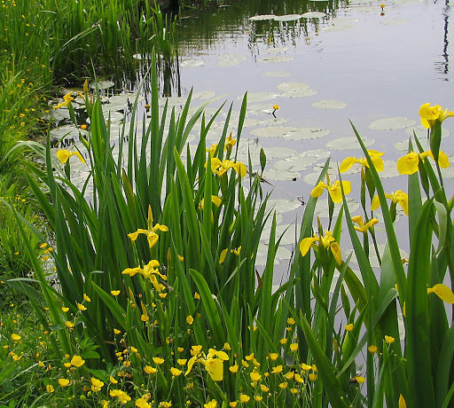 Lirio Amarillo - Irirs Pseudacorus