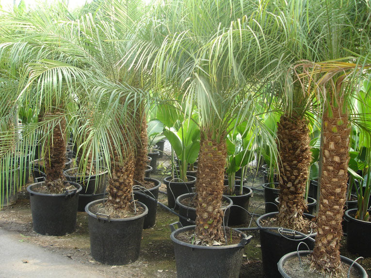 Palmera Enana - Phoenix Roebelenii