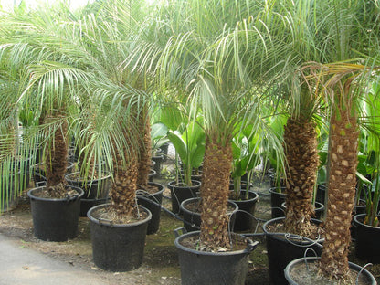 Palmera Enana - Phoenix Roebelenii