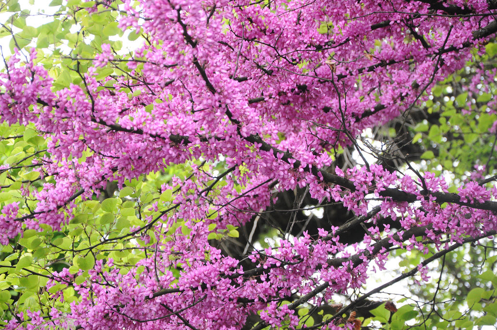Árbol Del Amor - Cercis Siliquastrum