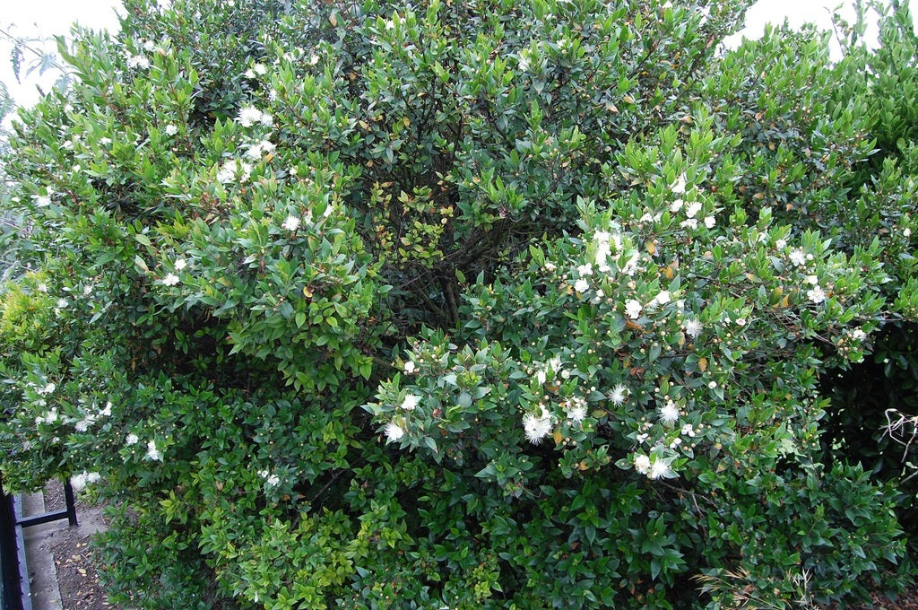 Arrayan - Myrtus Comunis Tarentina
