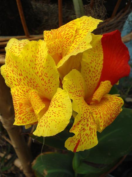 Caña De Las Indias - Canna Indica