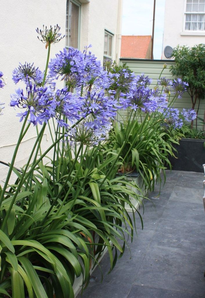 Flor Del Amor - Agapanthus Africanus (10/35CM)