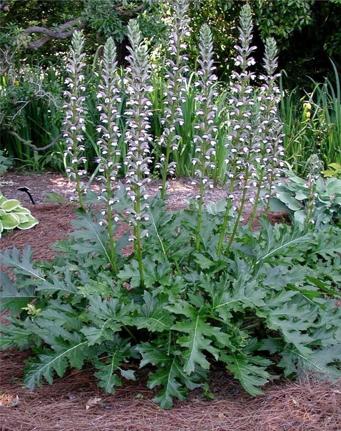 Acanthus - Acanthus Mollis (10/30CM)