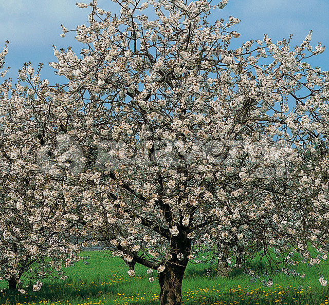 Manzano - Malus Domestica (100/120CM)