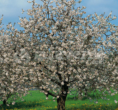 Manzano - Malus Domestica (100/120CM)