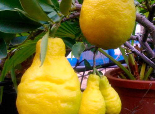 Limon Pera - Citrangequat (60/100CM)