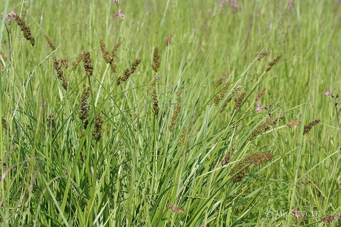 Cárice Vulpina - Carex Vulpina
