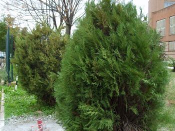 Thuya - Thuja Orientalis