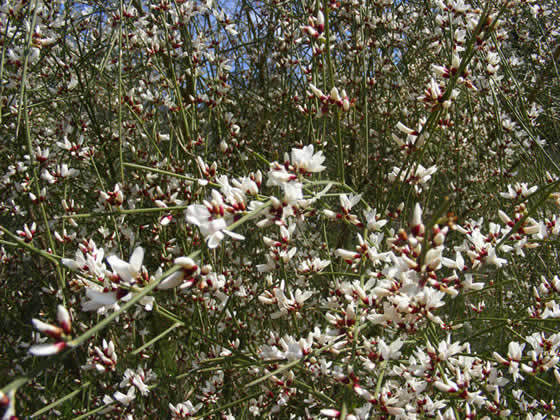 Ginesta De Flor Blanca - Retama Monosperma