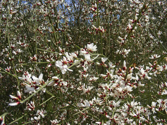 Ginesta De Flor Blanca - Retama Monosperma