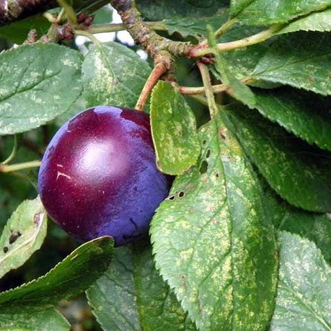 Ciruelo - Prunus Domestica (120/160CM)