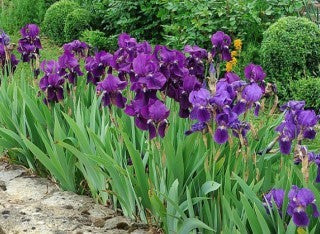 Lirio Azul - Iris Germanica