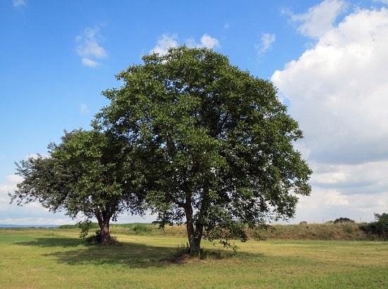 Nogal - Juglans Regia