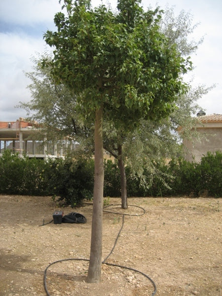 Árbol Botella - Callistemon Laevis