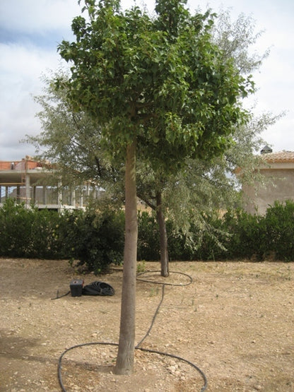 Árbol Botella - Callistemon Laevis