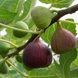 Higuera - Ficus Carica (100/150CM)