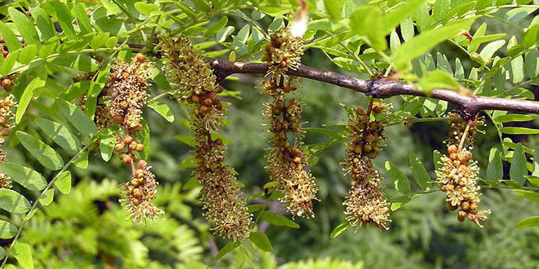 Acacia De Tres Espinas - Gleditsia Triacanthos (140/160CM)