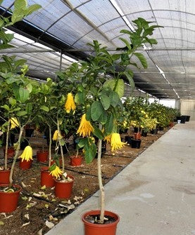 Mano De Buda - Citrus Medica (90/110cm)