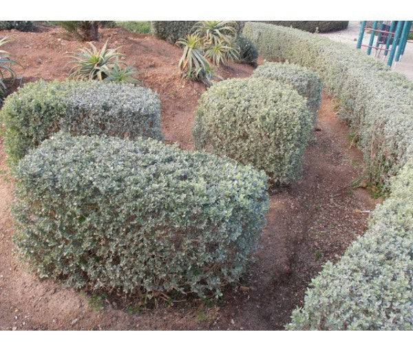 Salado Blanco - Atriplex Halimus (20/50CM)