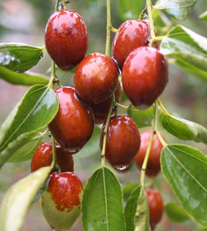 Azufaifo - Ziziphus Jujuba (90/160CM)