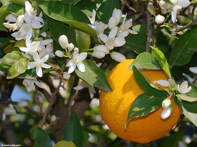 Naranjo Amargo - Citrus Aurantium