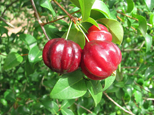 Cereza del Surinam - Pitanga