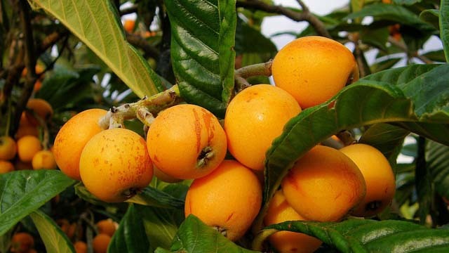 Níspero - Eriobotrya Japonica (90/150CM)