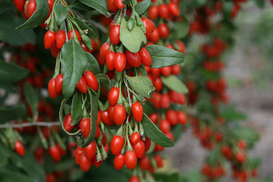 Bayas De Goji - Goji Lycium (40/60CM)