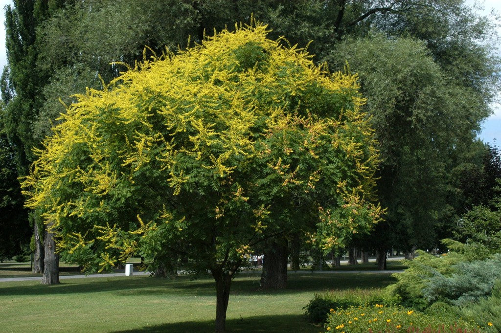 Árbol De Los Farolitos - Koelreuteria Paniculata