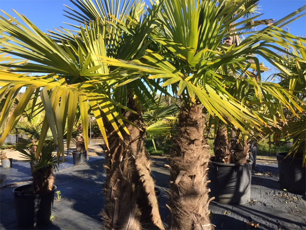 Palmito Elevado - Chamaerops Excelsa