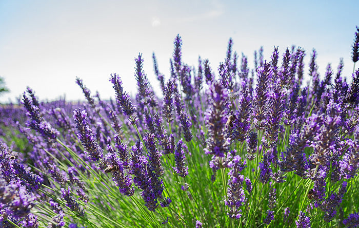 Lavanda - Lavandula Latifolia