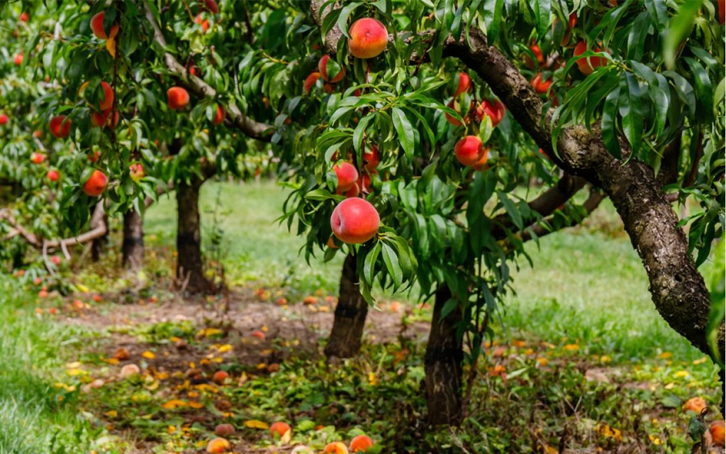 Melocotonero - Prunus Persica (90/150CM)