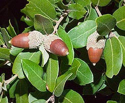 Alzina - Quercus Ilex Encina