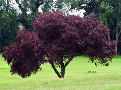 Cerezo De Jardin - Prunus Pisardi