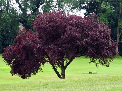 Cerezo De Jardin - Prunus Pisardi