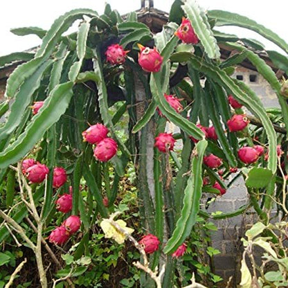 Pitaya - Pitahaya